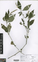Filed as Justicia nyassana Lindau [family ACANTHACEAE]