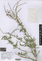 Filed as Cleome hirta (Klotzsch) Oliv. [family CAPPARACEAE]