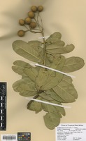 Filed as Maerua kirkii (Oliv.) F. White [family CAPPARACEAE]