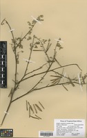 Filed as Indigofera lupatana Baker f. [family FABACEAE]