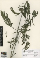 Filed as Newtonia buchananii (Baker f.) G. C. C. Gilbert & Boutique [family MIMOSACEAE]