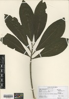 Filed as Rapanea melanophloeos (L.) Mez [family MYRSINACEAE]