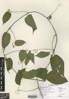 Filed as Gouania longispicata Engl. [family RHAMNACEAE]