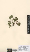 Filed as Alchemilla kiwuensis Engl. [family ROSACEAE]