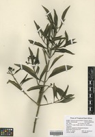 Filed as Coptosperma supra-axillare (Hemsl.) Degreef [family RUBIACEAE]