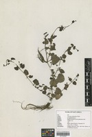 Filed as Veronica abyssinica Fresen. [family SCROPHULARIACEAE]