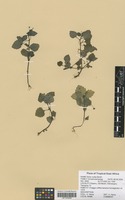 Filed as Diclis ovata Benth. [family SCROPHULARIACEAE]