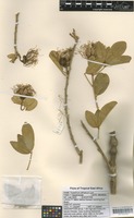 Filed as Thilachium africanum Lour. [family CAPPARACEAE]