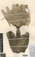 Filed as Boophone disticha (L. f.) Herb. [family AMARYLLIDACEAE]