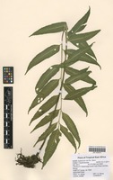 Filed as Asplenium ceii Pic. Serm. [family ASPLENIACEAE]