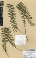 Filed as Asplenium protensum Schrad. [family ASPLENIACEAE]