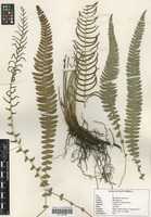 Filed as Blechnum australe L. [family BLECHNACEAE]