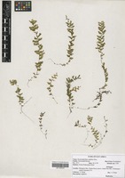 Filed as Hymenophyllum capillare Desv. [family HYMENOPHYLLACEAE]
