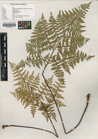 Filed as Cheilanthes quadripinnata (Forssk.) Kuhn [family ADIANTACEAE]