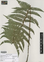 Filed as Polystichum transvaalense N. C. Anthony [family DRYOPTERIDACEAE]