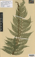 Filed as Polystichum transvaalense N. C. Anthony [family DRYOPTERIDACEAE]