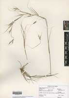 Filed as Hyparrhenia anamesa Clayton [family POACEAE]