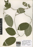 Filed as Mondia whitei (Hook. f.) Skeels [family ASCLEPIADACEAE]