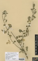 Filed as Indigofera lupatana Baker f. [family FABACEAE]