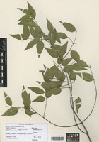 Filed as Strychnos usambarensis Gilg [family LOGANIACEAE]