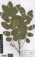 Filed as Trichilia emetica Vahl [family MELIACEAE]