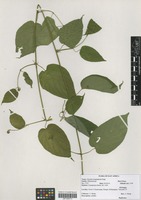 Filed as Gouania longispicata Engl. [family RHAMNACEAE]