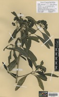 Filed as Coptosperma supra-axillare (Hemsl.) Degreef [family RUBIACEAE]