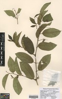 Filed as Cissus cornifolia (Baker) Planch. [family VITACEAE]