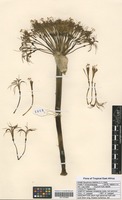 Filed as Boophone disticha (L. f.) Herb. [family AMARYLLIDACEAE]