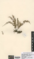 Filed as Asplenium sandersonii Hook. [family ASPLENIACEAE]