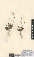 Filed as Emilia discifolia (Oliv.) C. Jeffrey [family ASTERACEAE]