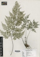 Filed as Asplenium linckii Kuhn [family ASPLENIACEAE]