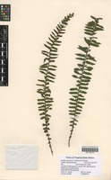 Filed as Asplenium protensum Schrad. [family ASPLENIACEAE]