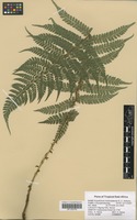 Filed as Polystichum transvaalense N. C. Anthony [family DRYOPTERIDACEAE]