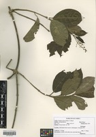 Filed as Mondia whitei (Hook. f.) Skeels [family ASCLEPIADACEAE]