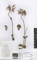 Filed as Kalanchoë lateritia Engl. variety lateritia [family CRASSULACEAE]