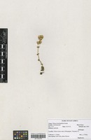 Filed as Sebaea brachyphylla Griseb. [family GENTIANACEAE]