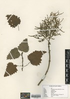 Filed as Tetradenia riparia (Hochst.) Codd [family LAMIACEAE]