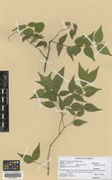 Filed as Strychnos usambarensis Gilg [family LOGANIACEAE]