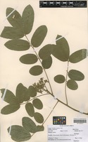 Filed as Trichilia emetica Vahl [family MELIACEAE]