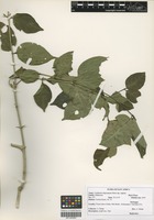 Filed as Canthium oligocarpum Hiern subspecies captum (Bullock) Bridson [family RUBIACEAE]