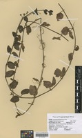 Filed as Veronica abyssinica Fresen. [family SCROPHULARIACEAE]