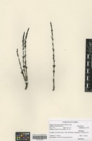 Filed as Striga gesnerioides (Willd.) Vatke [family SCROPHULARIACEAE]