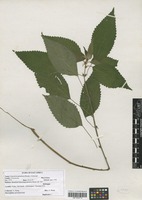 Filed as Pouzolzia parasitica (Forssk.) Schweinf. [family URTICACEAE]