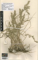 Filed as Schmidtia pappophoroides Steud. ex J. A. Schmidt [family POACEAE]