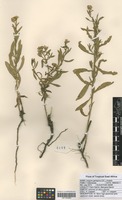Filed as Litogyne gariepina (DC.) Anderb. [family ASTERACEAE]