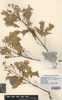 Filed as Jacaranda mimosifolia D. Don [family BIGNONIACEAE]