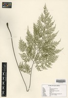 Filed as Asplenium linckii Kuhn [family ASPLENIACEAE]