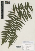 Filed as Blotiella glabra (Bory) R. M. Tryon [family DENNSTAEDTIACEAE]