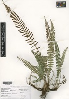 Filed as Blechnum australe L. [family BLECHNACEAE]